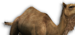 Camel